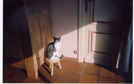 mon chat encore