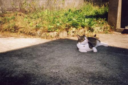 voila mon petit chat
